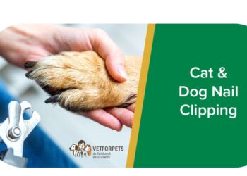کوتاه کردن ناخن‌های گربه و سگ