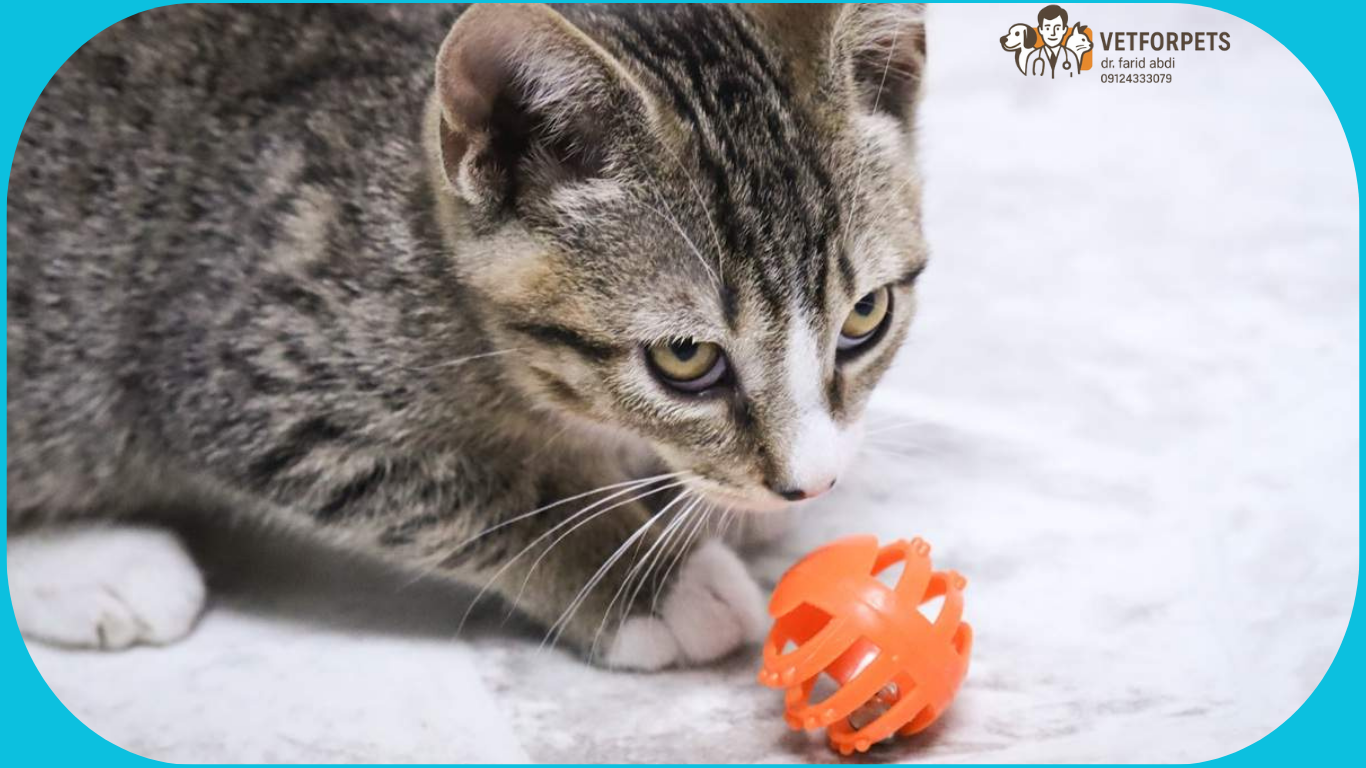 محل استراحت برای <span style='color: #4a90e2;'>وسایل ضروری گربه</span>