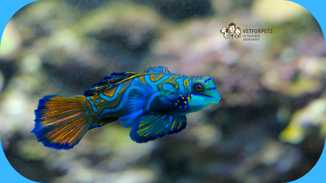 ماهی های آب شور