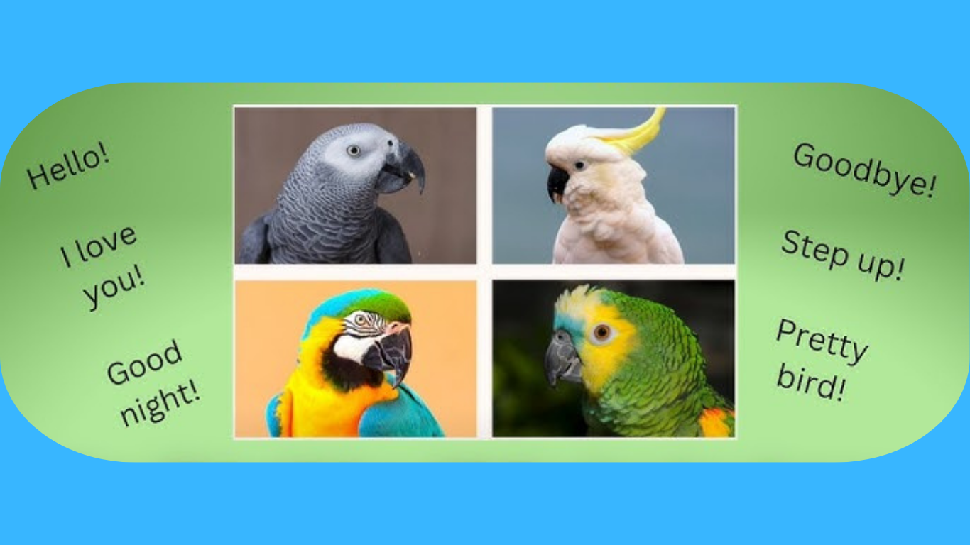 آموزش صحبت به طوطی