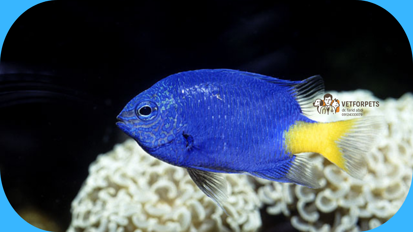 ماهی های آب شور