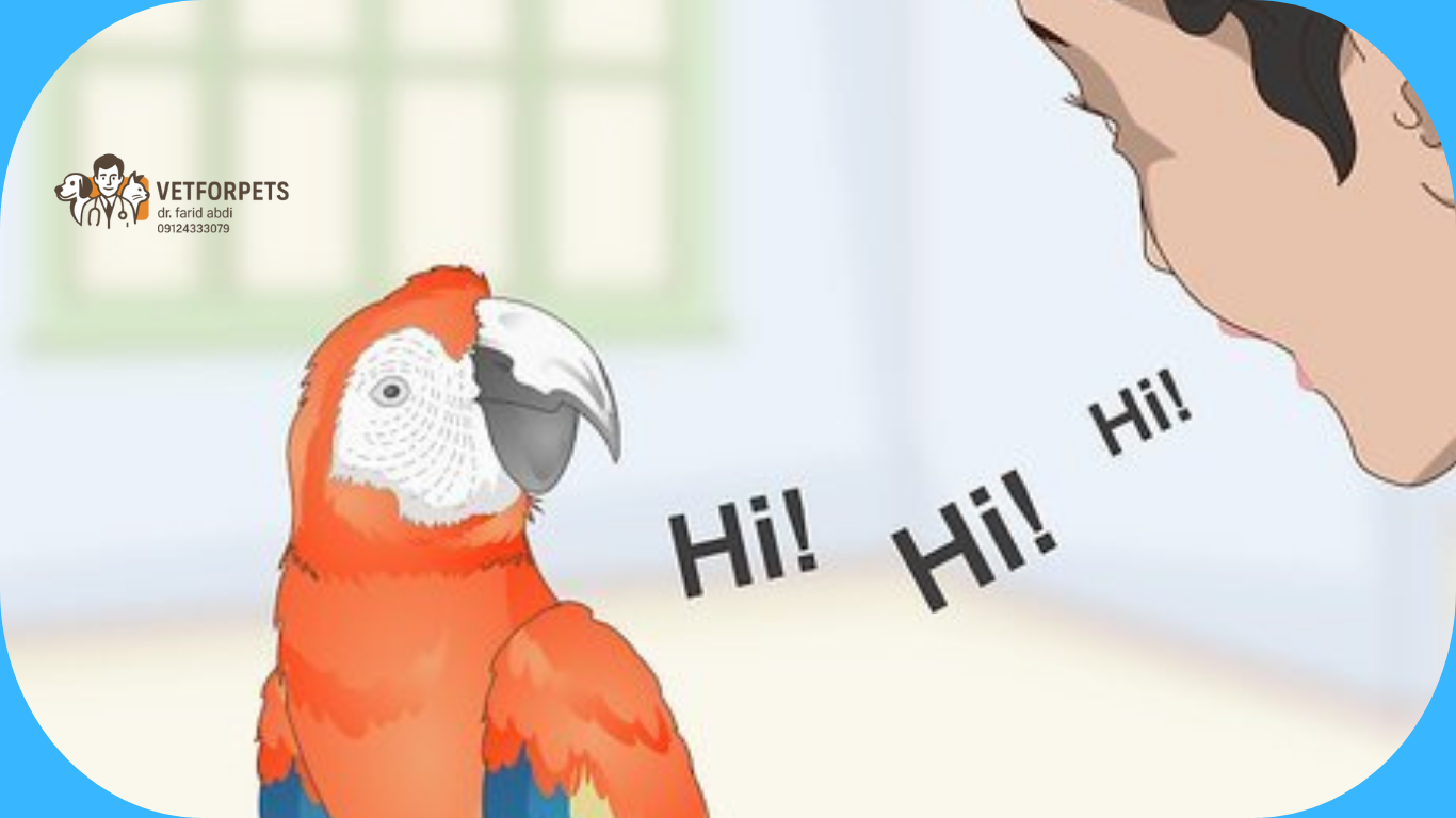 آموزش صحبت به طوطی