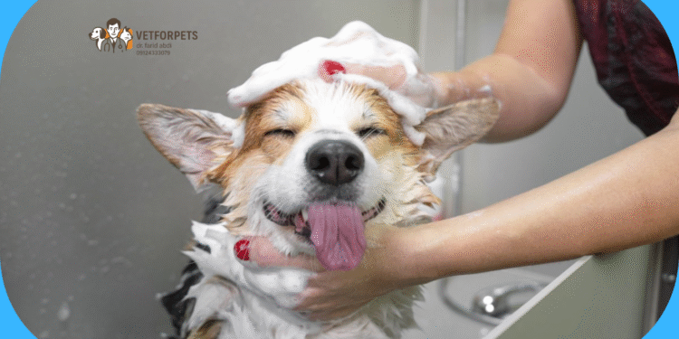 شستشوی سگ در خانه