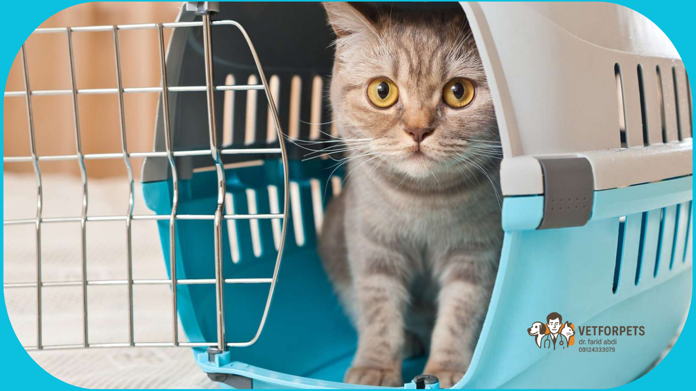 لوازم آموزشی برای <span style='color: #4a90e2;'>وسایل ضروری گربه</span>