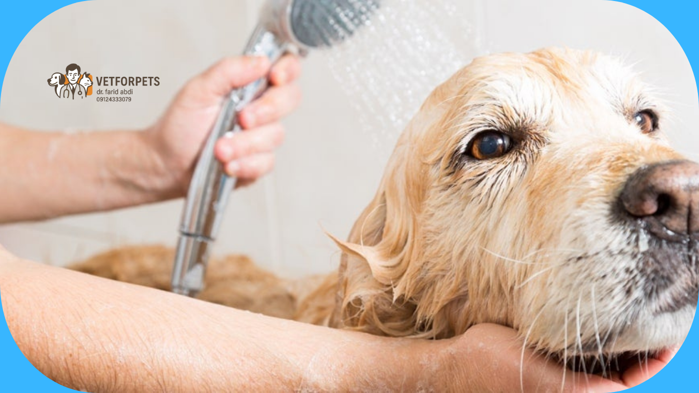 شستشوی سگ در خانه