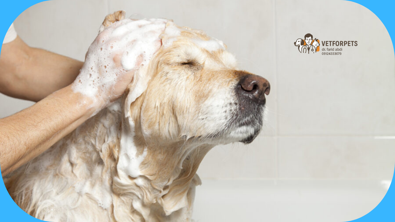 شستشوی سگ در خانه