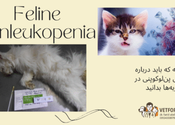 بیماری پنلکوپنی در گربهها
