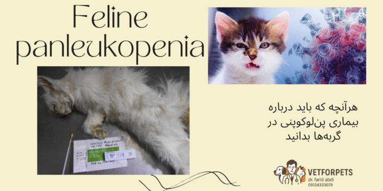 بیماری پن‌لکوپنی در گربه‌ها