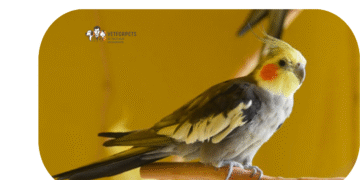 نگهداری از عروس هلندی