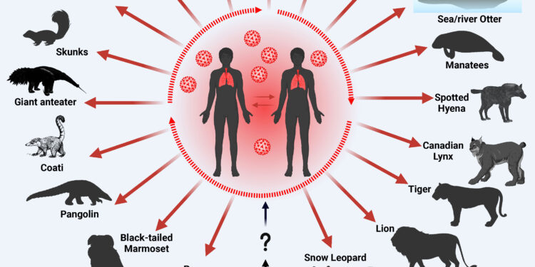 بیماریهای مشترک انسان و گربه