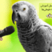 آموزش صحبت به طوطی