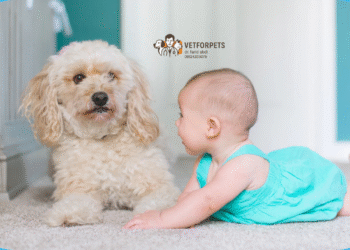 سگ برای کودکان