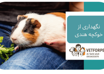 نگهداری خوکچه هندی