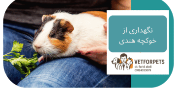 نگهداری خوکچه هندی