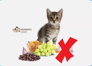 غذاهای مضر برای گربه