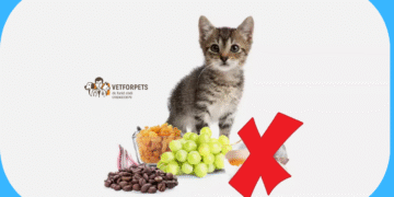 غذاهای مضر برای گربه