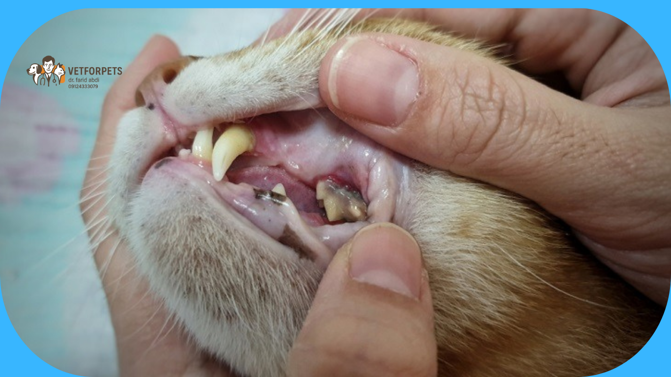 جرم و پلاک دندان گربه