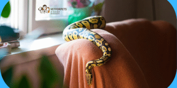 مار های خانگی