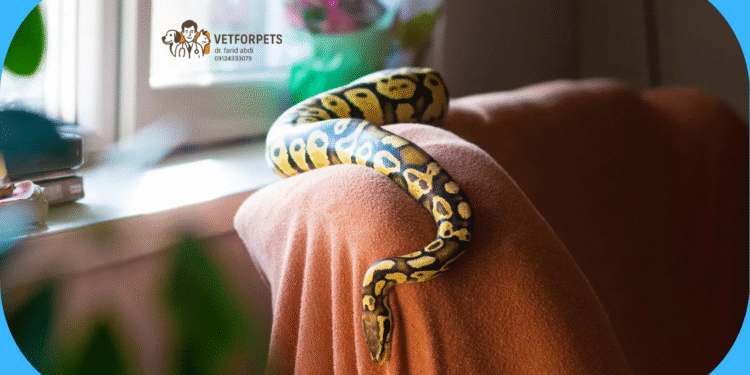 مار های خانگی