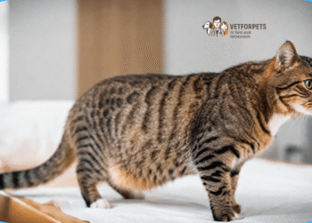 زایمان گربه