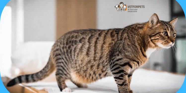 زایمان گربه