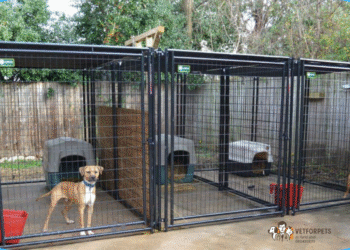 نگهداری سگ در خیاط و باغ