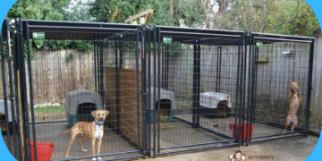 نگهداری سگ در خیاط و باغ