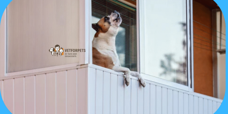 پارس سگ در تنهایی