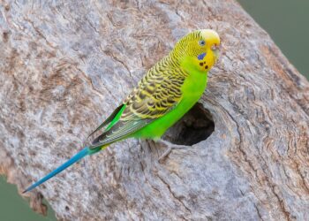 نگهداری مرغ عشق