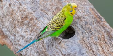 نگهداری مرغ عشق