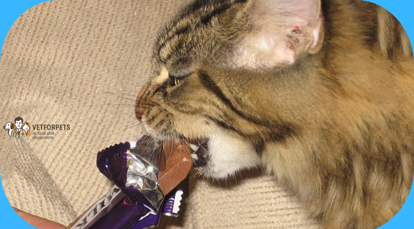 غذاهای مضر برای گربه