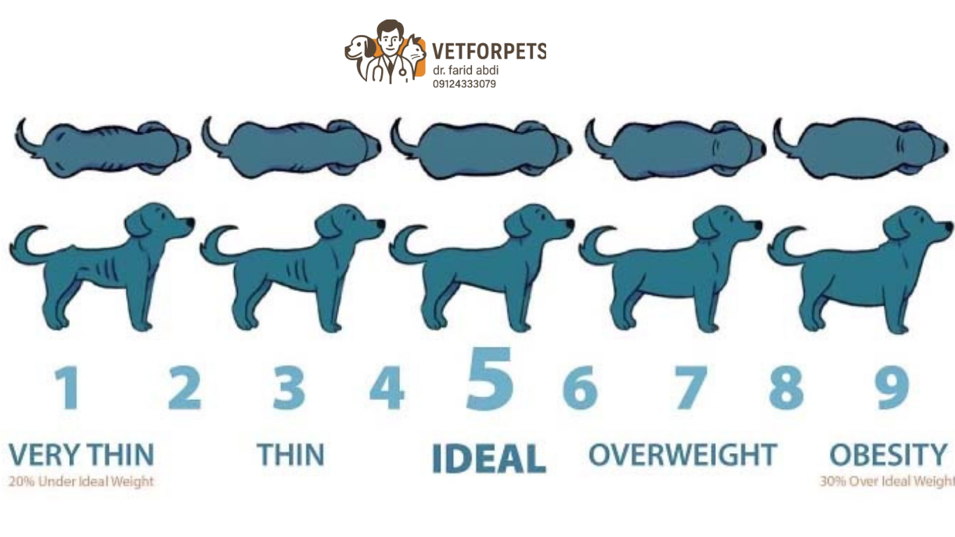 چاقی سگ و شاخص توده بدنی