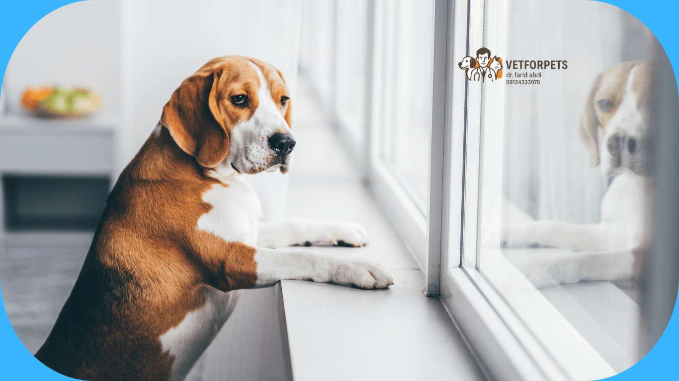 پارس سگ در تنهایی