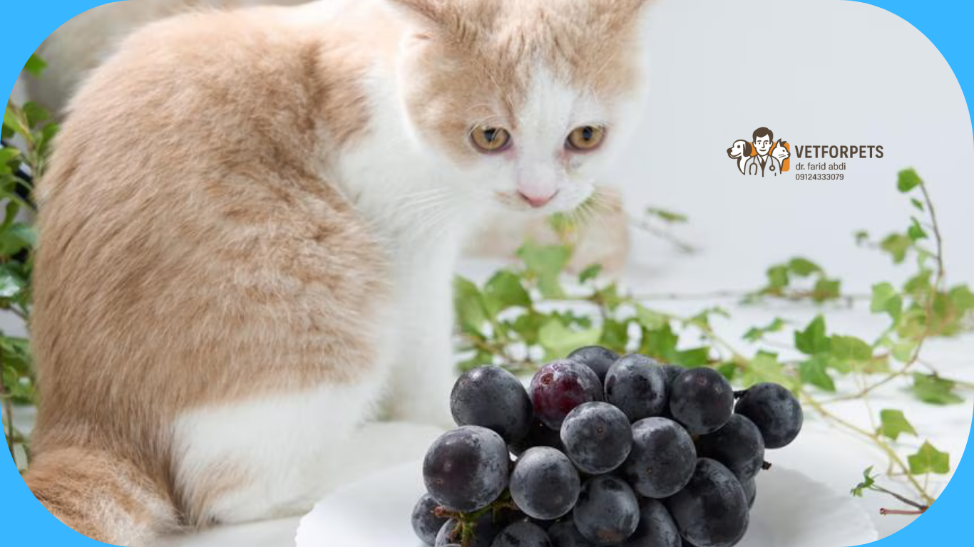 غذاهای مضر برای گربه