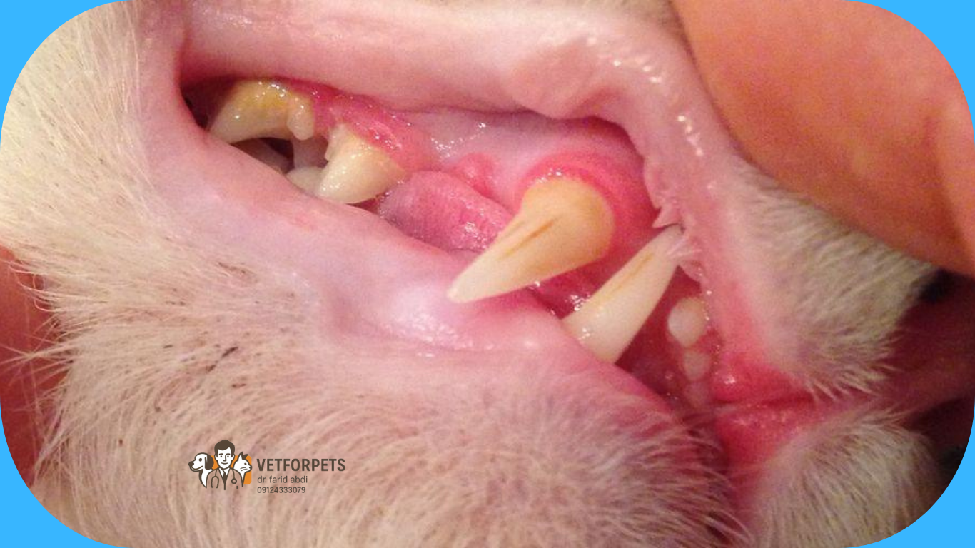 بیماریهای لثه و پوسیدگی دندان گربه