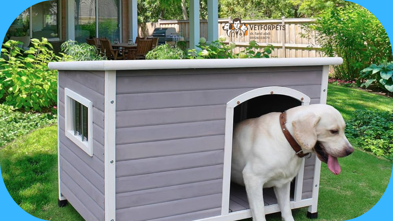 سگ را در باغ چگونه نگهداری کنیم؟