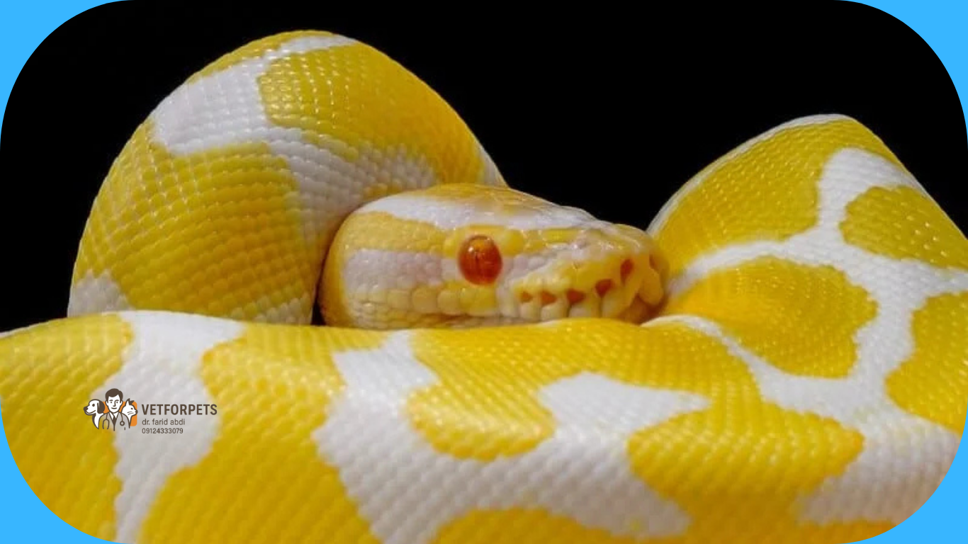 مار های خانگی