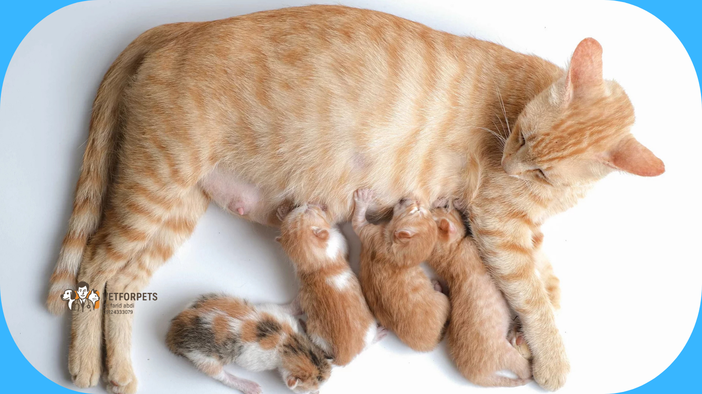 زایمان گربه