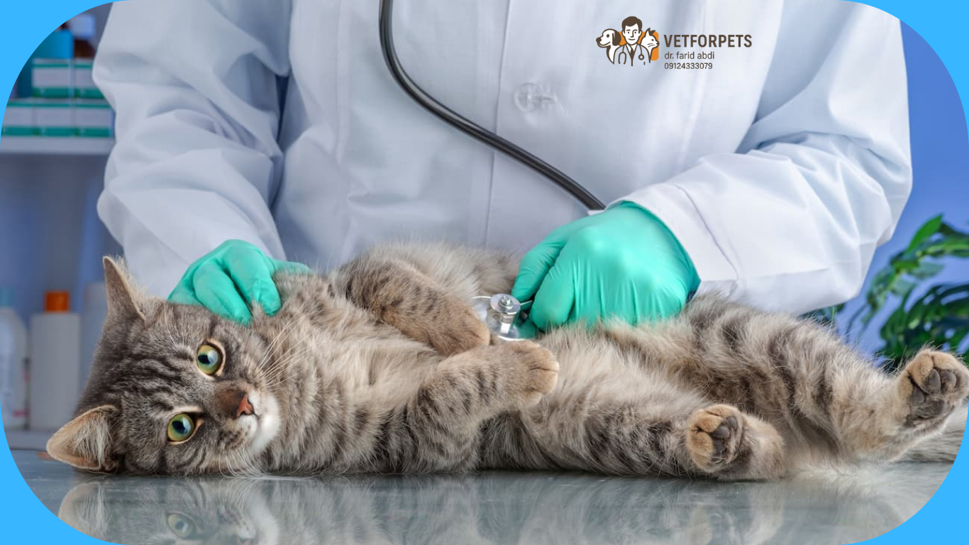 زایمان گربه