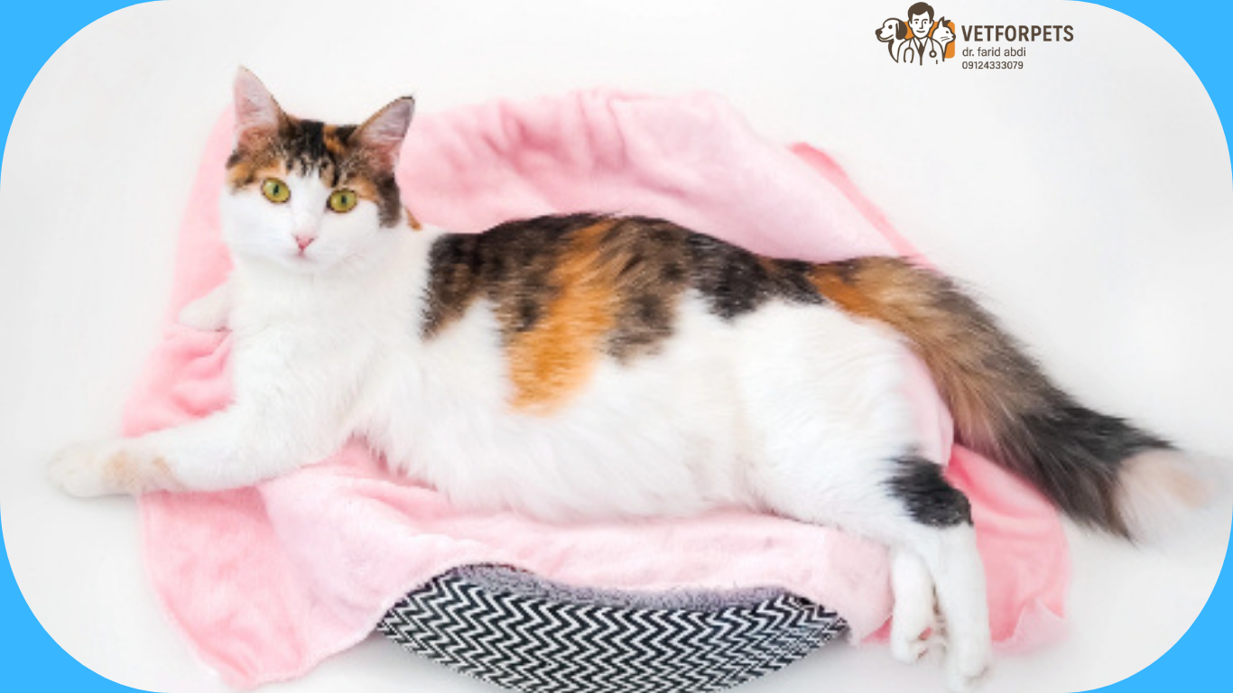 زایمان گربه