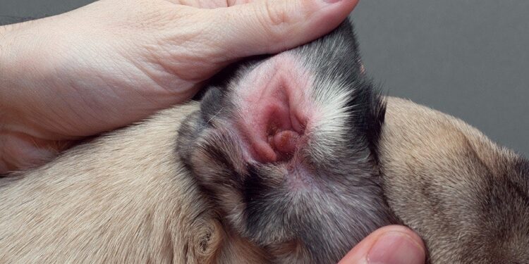 عفونت گوش سگ