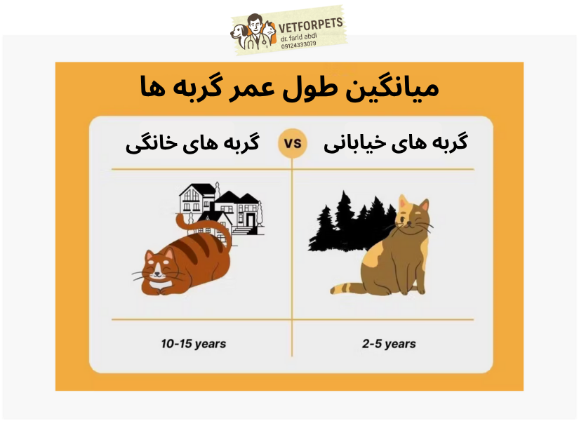 میانگین طول عمر گربه های خانگی و خیابانی