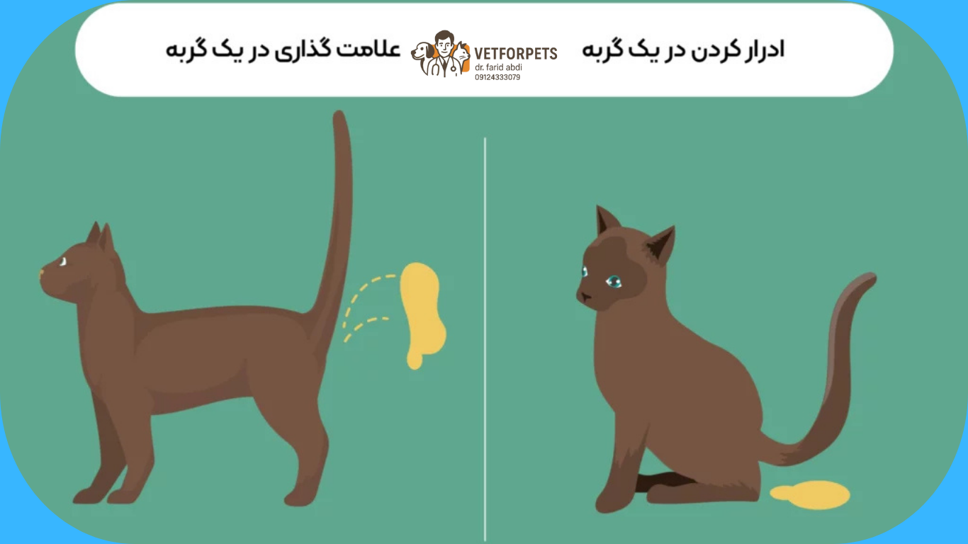 تفاوت "خطای دستشویی گربه" با "اسپری کردن"