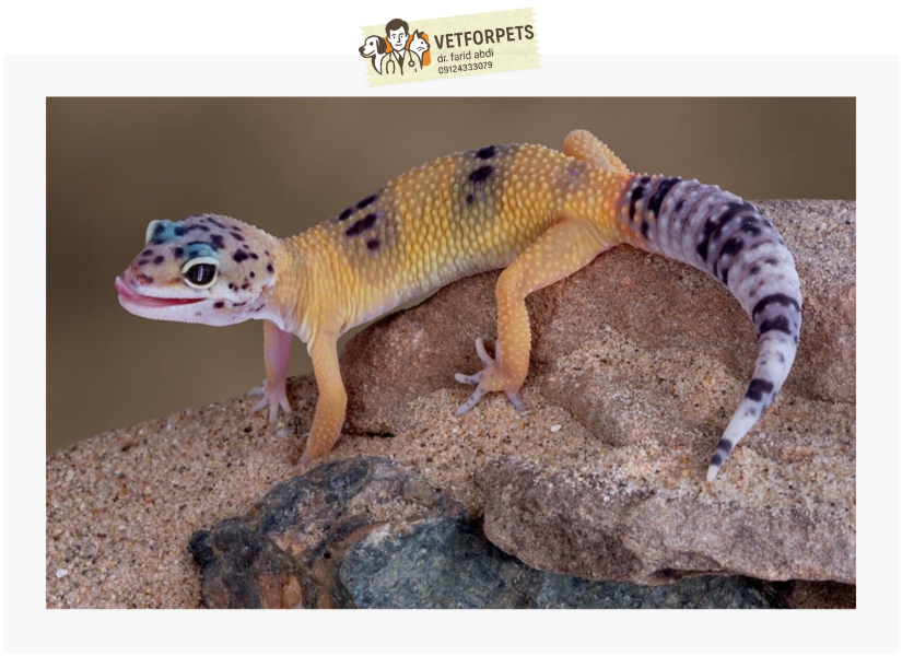 مارمولک گکو پلنگی