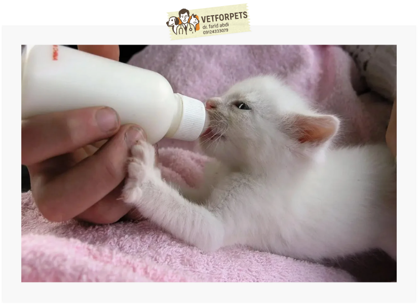 شیر دادن به بچه گربهها با شیشه شیر