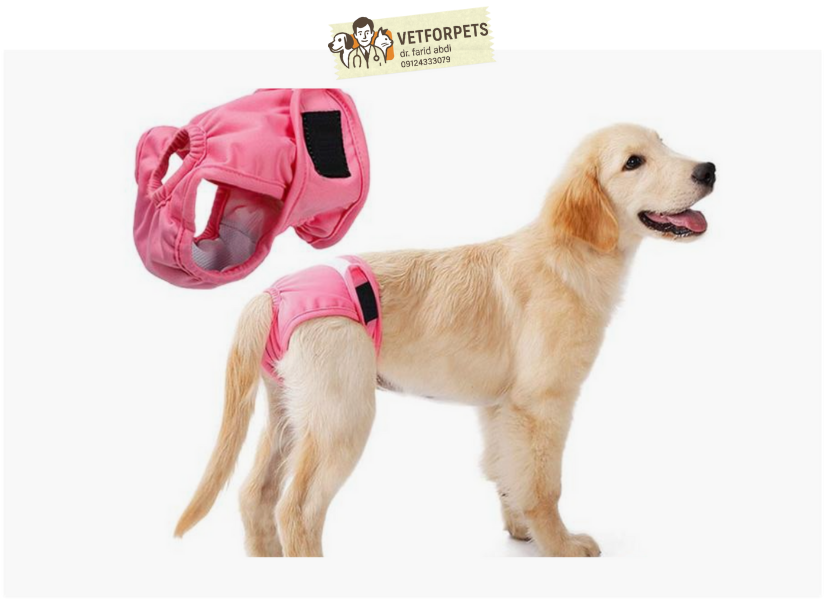 شورت مخصوص پریود در سگ های ماده