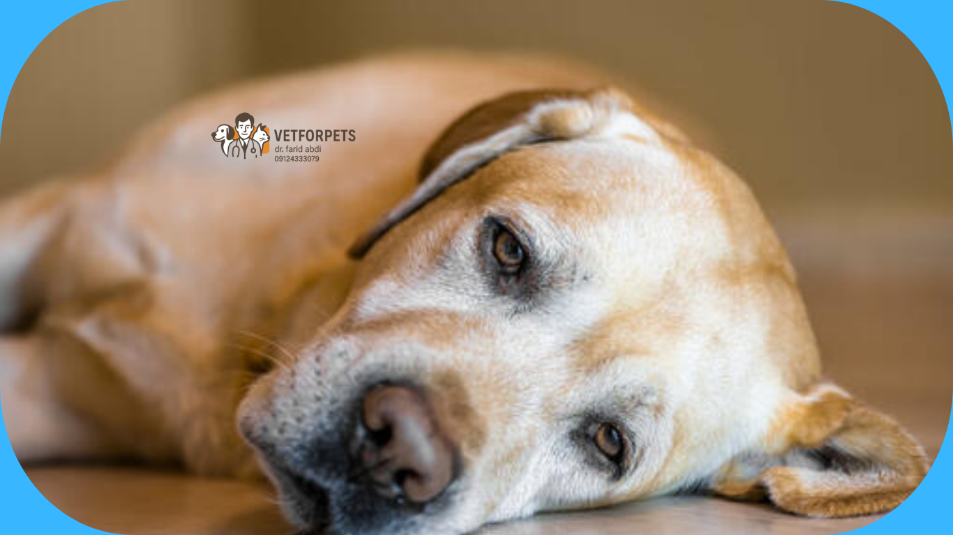 افسردگی در سگ و کم توجهی