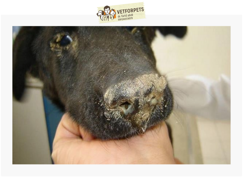 اولین مورد از بیماریهای کشنده در سگ ها: دیستمپر (Distemper)