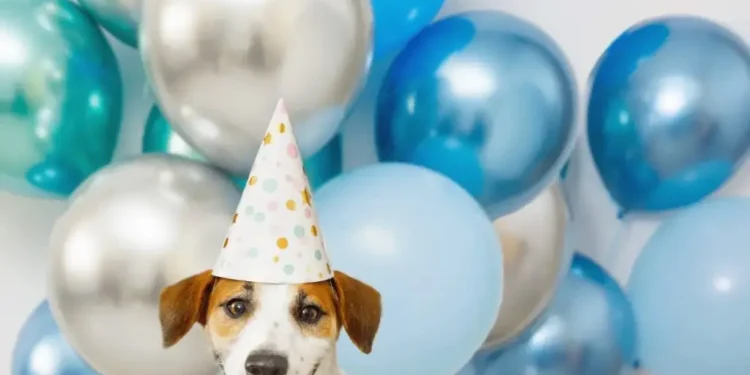 جشن تولد حیوانات خانگی