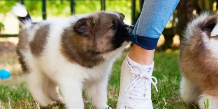 گاز گرفتن توله سگ